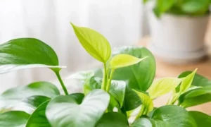 観葉植物の新芽が薄い黄緑色で成長している様子｜新しい葉が展開する自然な生育過程のイメージ