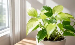 日光不足で葉の色が薄くなった観葉植物の様子｜窓辺で光不足による葉色の変化を確認するイメージ
