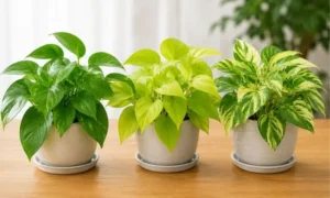 葉色の異なる観葉植物を並べた比較イメージ｜品種による葉色の違いと明るい黄緑色の葉を確認できる様子