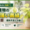 元気そうに見える観葉植物の葉が薄い黄緑色になった状態｜異常サインと正常な葉色の違い