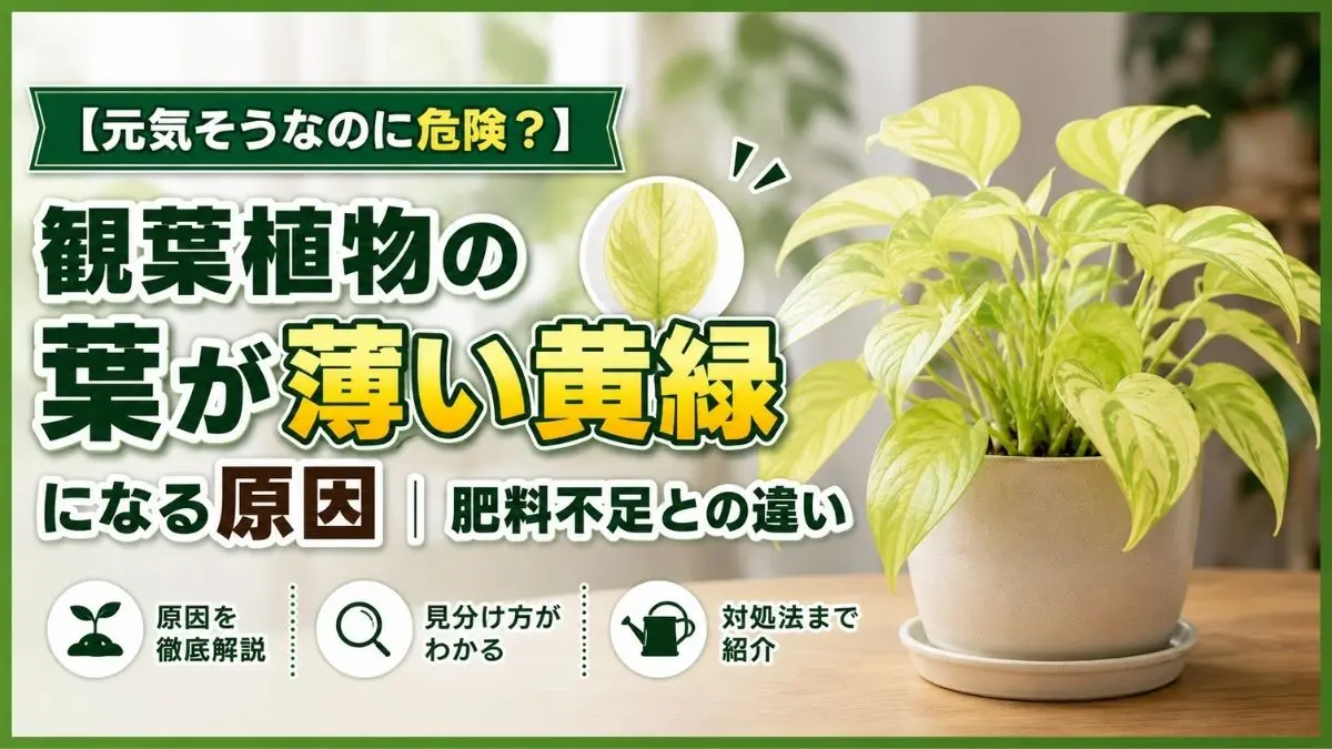 元気そうに見える観葉植物の葉が薄い黄緑色になった状態｜異常サインと正常な葉色の違い