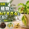 観葉植物に水をあげすぎた時の症状をまとめたアイキャッチ画像｜黄色い葉・根腐れ・カビなどの危険サインを解説