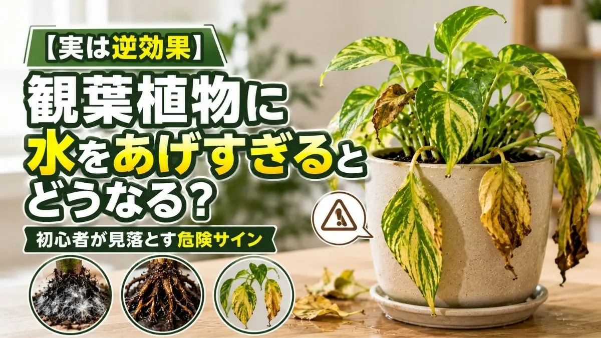 観葉植物に水をあげすぎた時の危険サイン