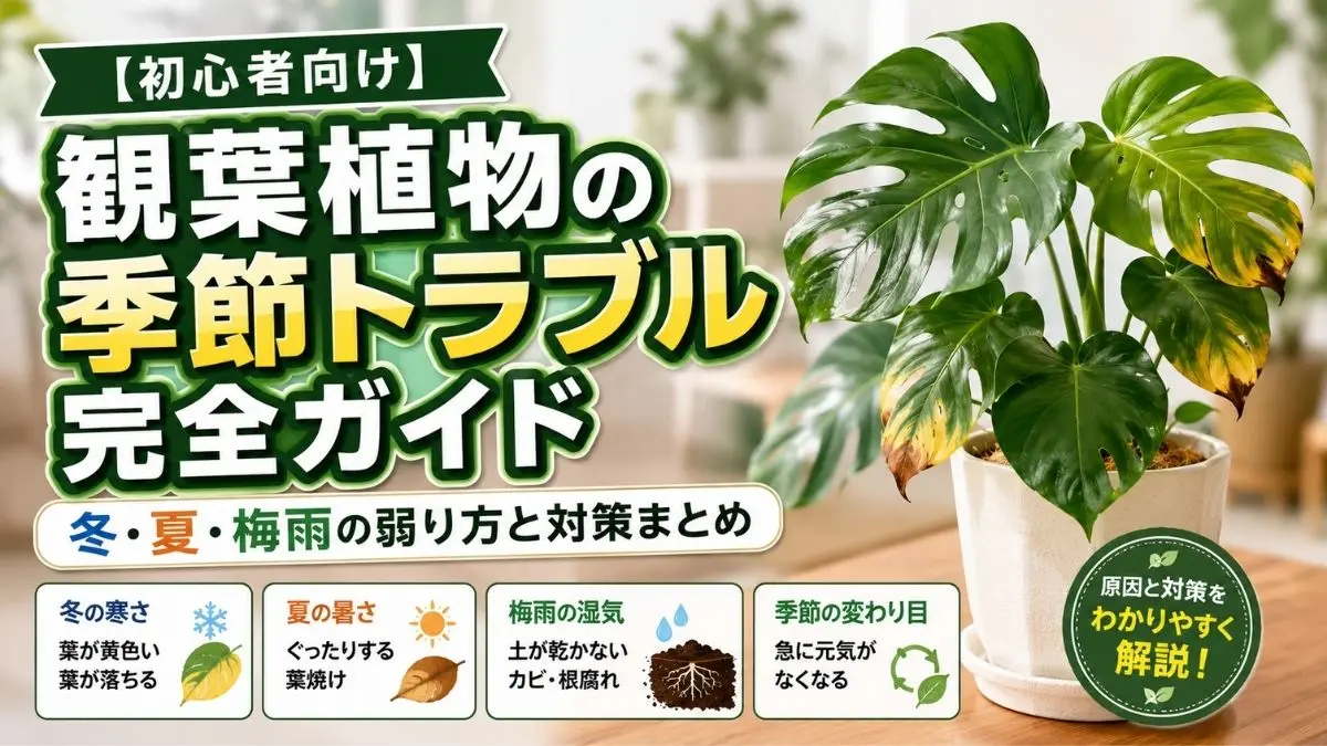 観葉植物の季節トラブルをまとめたガイド画像｜冬・夏・梅雨の不調原因と対策を紹介