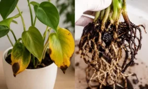 観葉植物の根腐れサインと健康な根・腐った根の違いを比較した写真