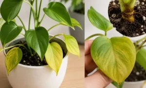 観葉植物の根腐れ初期症状で葉が黄色くなった状態と株元の異変を確認する写真
