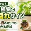 観葉植物の根腐れサインと健康な根・腐った根の違いを比較し復活できる症状を解説するアイキャッチ画像