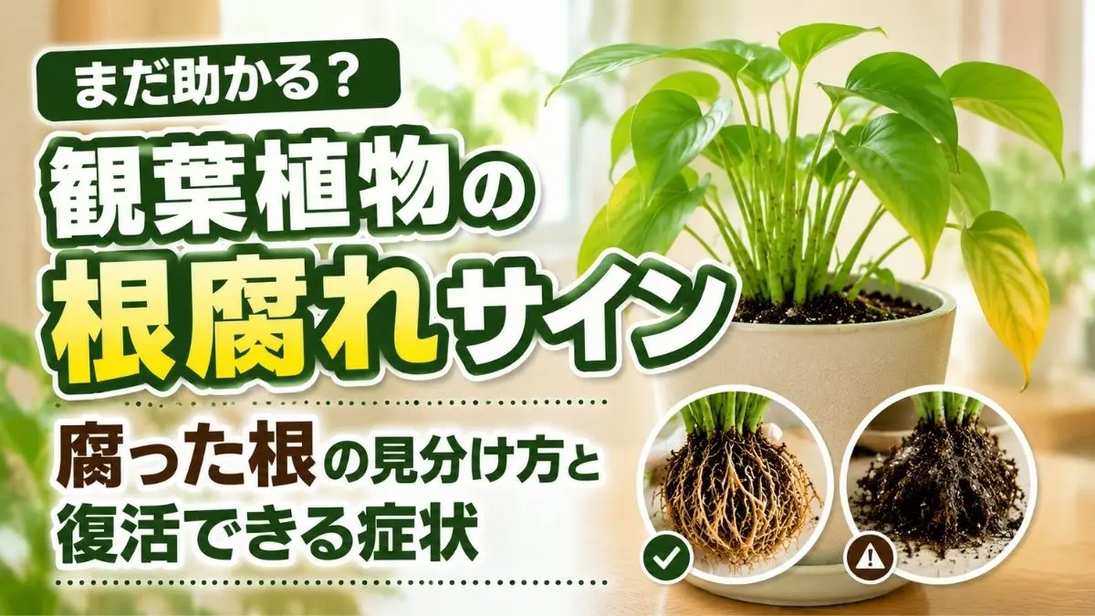 観葉植物の根腐れサイン