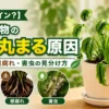 観葉植物の葉が丸まる原因として水不足・根腐れ・害虫を比較し見分け方を解説するアイキャッチ画像