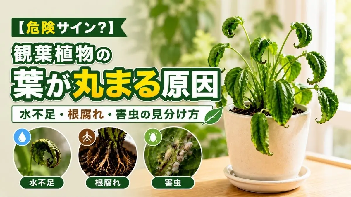 観葉植物の葉が丸まる原因