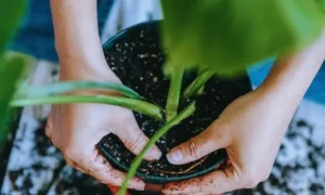 観葉植物の土が何日も乾かず植え替え作業を行う様子｜過湿や根腐れの原因を確認している場面