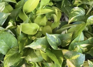 初心者に人気のポトス｜明るい緑の葉が美しい育てやすい観葉植物のイメージ