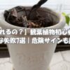葉が茶色く枯れた観葉植物｜復活できる症状と処分を考える危険サイン