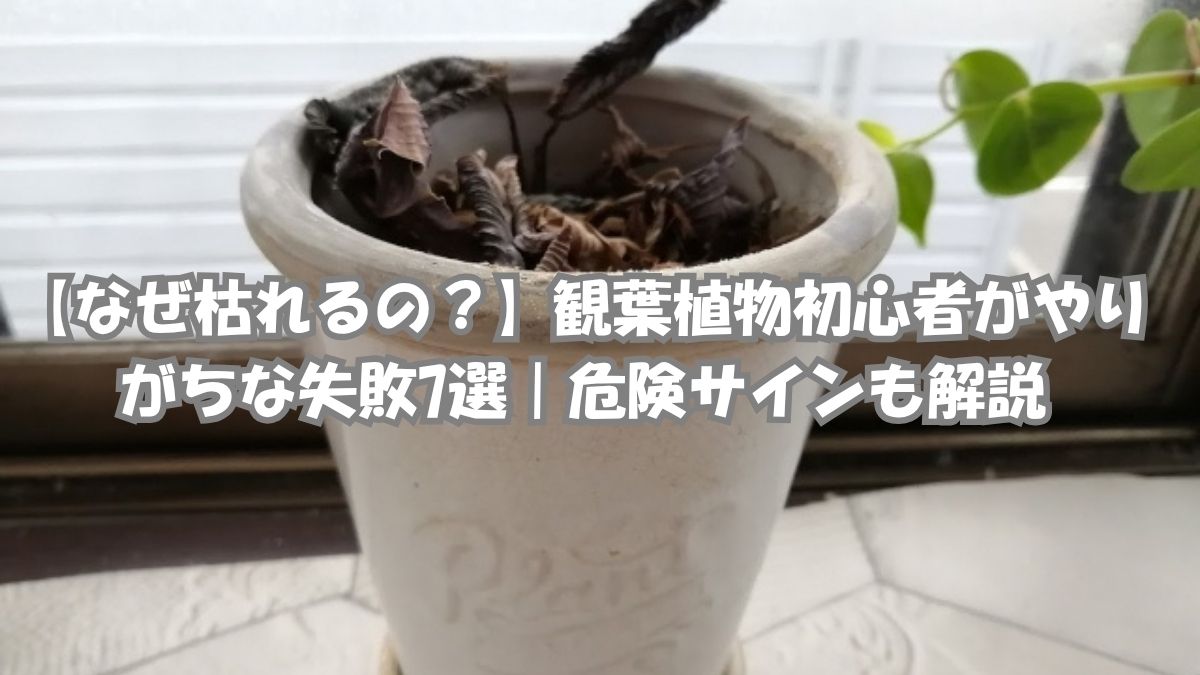 葉が茶色く枯れた観葉植物｜復活できる症状と処分を考える危険サイン