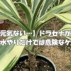 葉が垂れて元気がなくなったドラセナ。水不足や根腐れ、寒さなどの原因を解説するイメージ画像