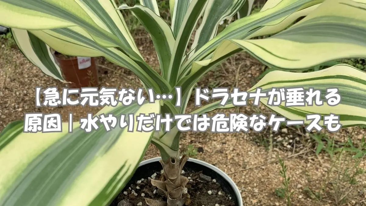 葉が垂れて元気がなくなったドラセナ。水不足や根腐れ、寒さなどの原因を解説するイメージ画像