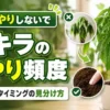 パキラの水やり頻度と適切なタイミングを解説するアイキャッチ画像。葉が垂れた状態と土の乾き具合の確認方法を比較している