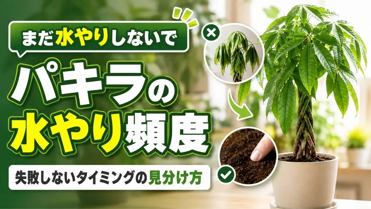 パキラの水やり頻度と適切なタイミングを解説するアイキャッチ画像。葉が垂れた状態と土の乾き具合の確認方法を比較している