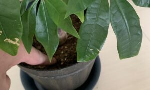 指でパキラの土に触れて乾き具合を確認している様子