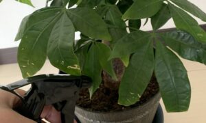 パキラに水を与えるタイミングを確認している様子
