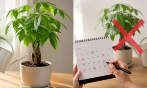 パキラは毎日水やりが不要であることを示すイメージ画像