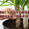ドラセナの幹を手で触って柔らかさを確認している様子。根腐れによる腐敗や変色のサインをチェックしている状態