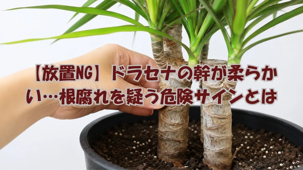 ドラセナの幹を手で触って柔らかさを確認している様子。根腐れによる腐敗や変色のサインをチェックしている状態