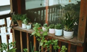 冬前のベランダで管理される観葉植物と室内へ移す判断タイミングのイメージ
