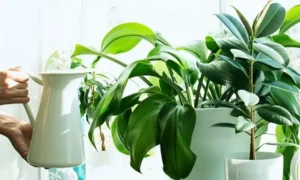 観葉植物にジョウロで水やりをしている様子。土の乾き具合を確認しながら適切なタイミングで水を与える管理方法