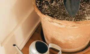 乾いた土の状態を確認しながら観葉植物の水やりタイミングを判断する様子。初心者向けの正しい水やり管理方法