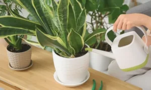 観葉植物の土の状態を確認しながら水やりをしている様子。週何回ではなく土の乾き具合で管理する正しい水やり方法
