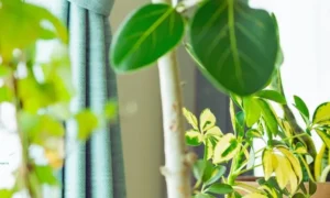 窓際に置かれた室内の観葉植物。日当たりや風通しの違いによって土の乾き方や水やり頻度が変わる環境の例