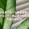 窓辺の観葉植物の葉を背景にした水やりタイミング解説画像。土の乾き具合を見ずに水やりして失敗する例をイメージ