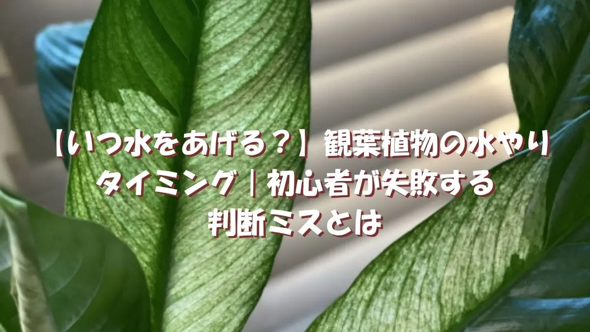 窓辺の観葉植物の葉を背景にした水やりタイミング解説画像。土の乾き具合を見ずに水やりして失敗する例をイメージ