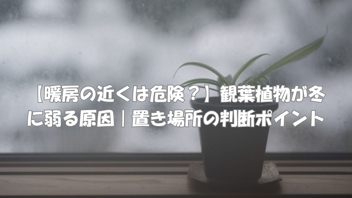 冬の窓際に置かれた観葉植物が寒さで弱り始めている様子と、冬の置き場所リスクをイメージした写真