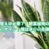 サンスベリアの鉢が小さくなり植え替え時期を迎えた観葉植物のイメージ