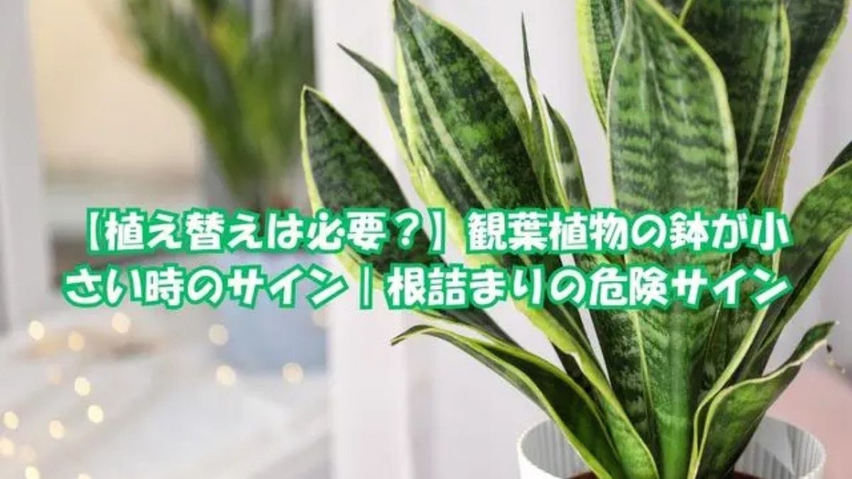 サンスベリアの鉢が小さくなり植え替え時期を迎えた観葉植物のイメージ