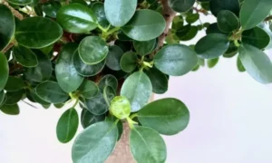 新芽が伸びる元気なガジュマル｜初心者でも育てやすいコンパクトな観葉植物