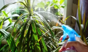 ドラセナの葉先が茶色い原因は水のやりすぎ？根が傷んだ時のサイン