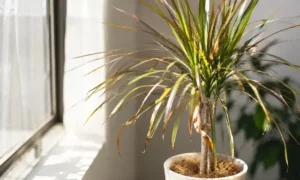 ドラセナ・コンシンネの葉先が茶色い原因は？葉焼けや乾燥を確認する写真