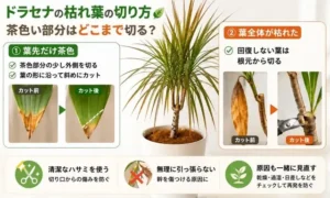 ドラセナの葉先が茶色い時はどこまで切る？正しい剪定方法を図解で解説