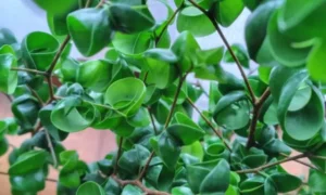 観葉植物初心者におすすめの育てやすい種類｜失敗しにくい観葉植物選びのポイント