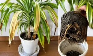 根腐れで葉が黄色くなったドラセナと傷んだ根の状態｜植え替え時に確認したい危険サイン