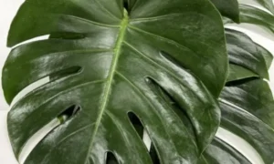 初心者に人気のモンステラ｜観葉植物選びで後悔しないための判断ポイント