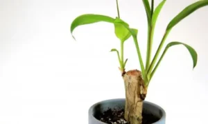 ドラセナの幹が柔らかくなり葉がしおれている状態。根腐れや幹腐れの危険サインを示す症状