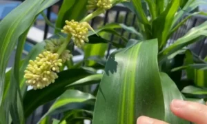 ドラセナの葉や株の状態を確認する様子。根腐れによる葉の変色や幹の異常を見分けるためのチェックポイント