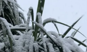 寒さで弱ったドラセナの様子。冬の水やり過多による根腐れや株の弱りを解説するイメージ