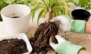 根腐れしたドラセナは植え替えが必要？失敗しない手順