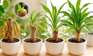 根腐れは何日で回復する？新芽が出るまでの目安