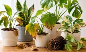 初心者が買うと後悔しやすい観葉植物の特徴｜黄葉や根詰まりなど注意したい状態の見分け方